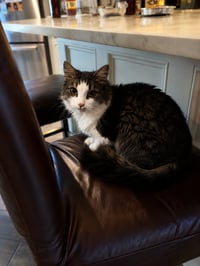Bartholomew - Photo 2