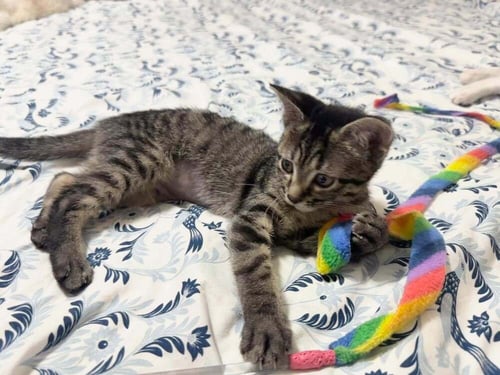 ACORN - Domestic Short Hair available for adoption