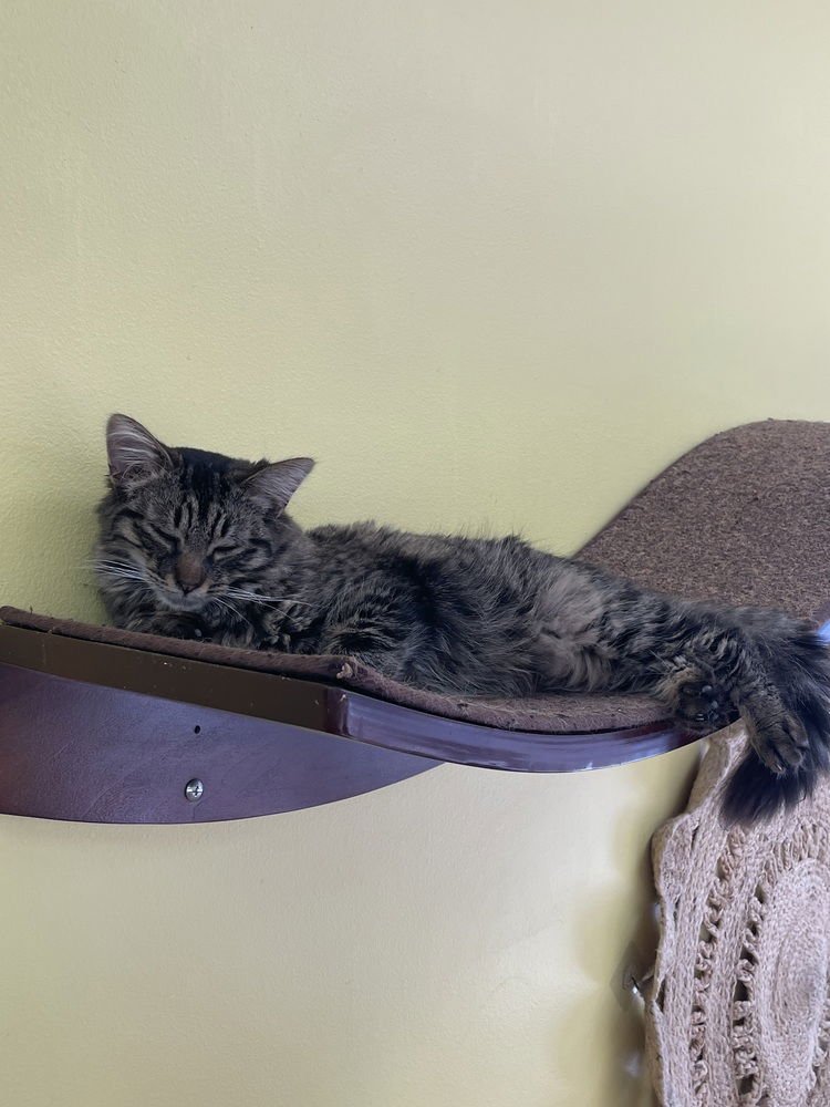 BAMBOO - Domestic Long Hair available for adoption