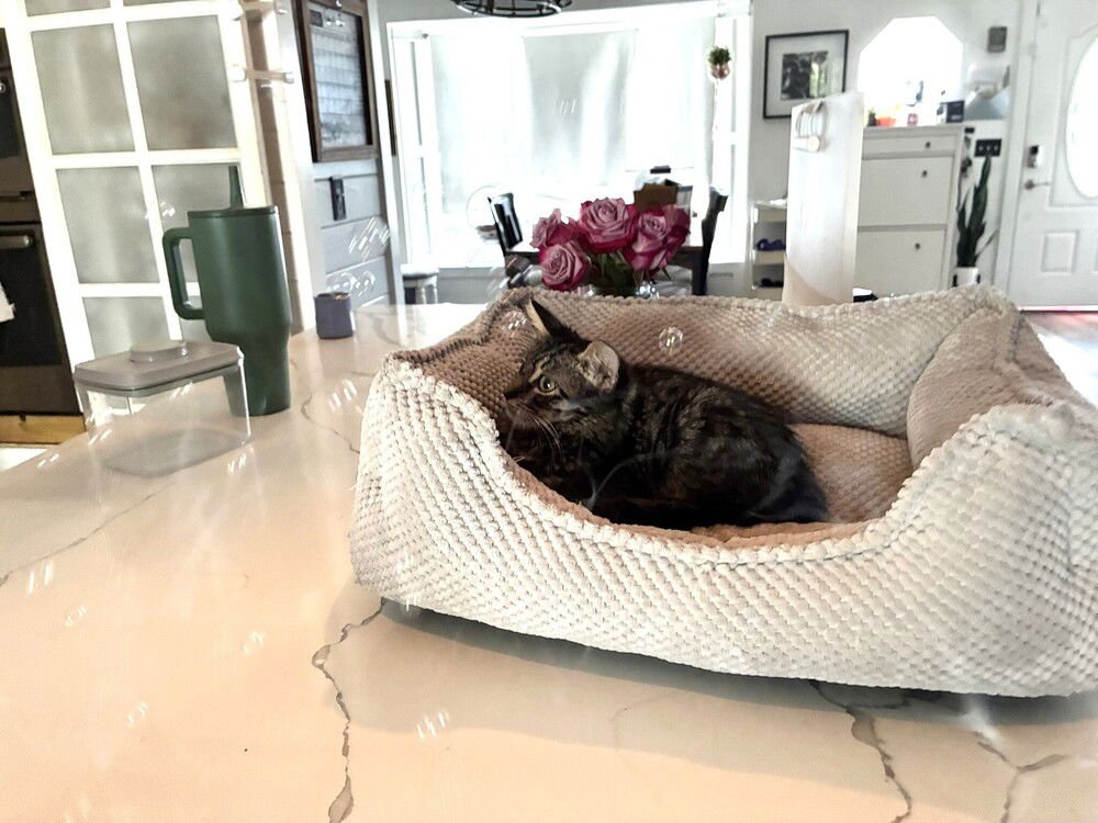 BAMBOO - Domestic Long Hair available for adoption