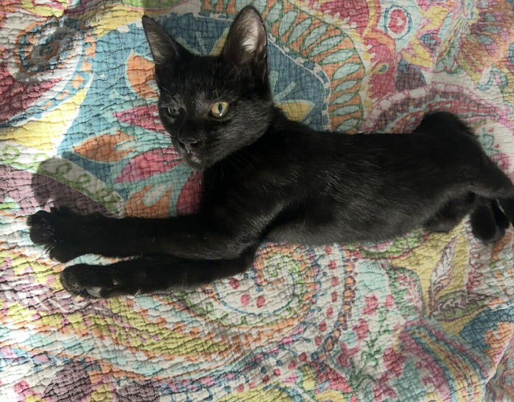 NIGHTWING - Domestic Short Hair available for adoption