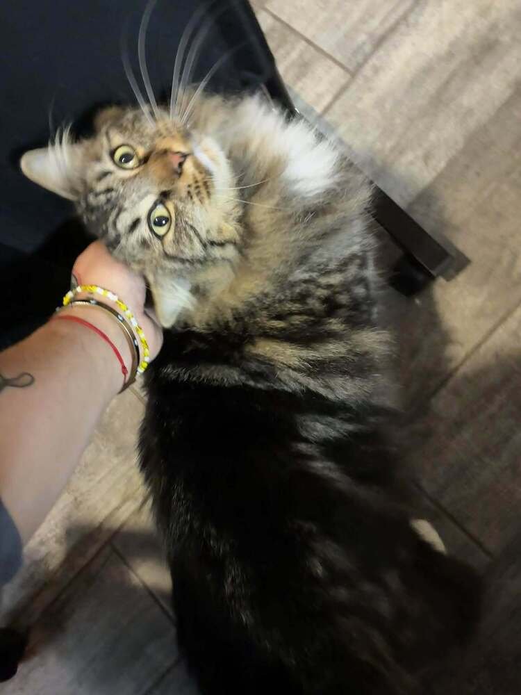 LUMIÃ¨RE - Domestic Long Hair available for adoption