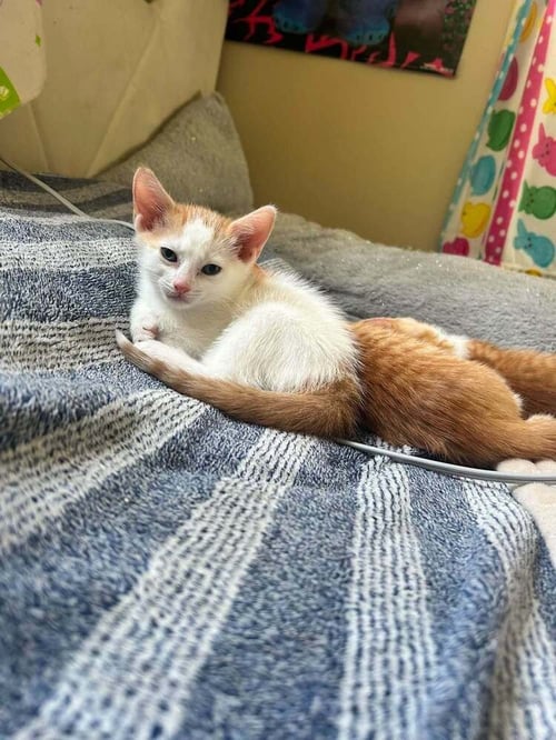 STUART