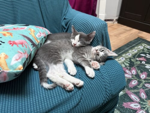 TIPPYTOE - Domestic Short Hair available for adoption