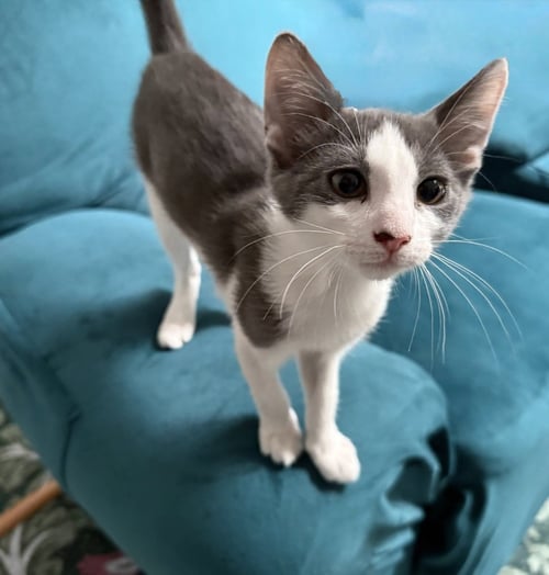 TIPPYTOE - Domestic Short Hair available for adoption