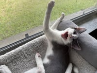 TippyToe - Photo 4