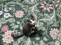 TippyToe - Photo 3