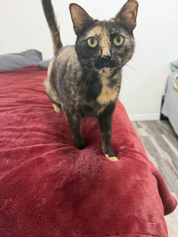 Cosita Image