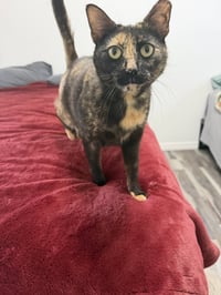Cosita - Photo 1