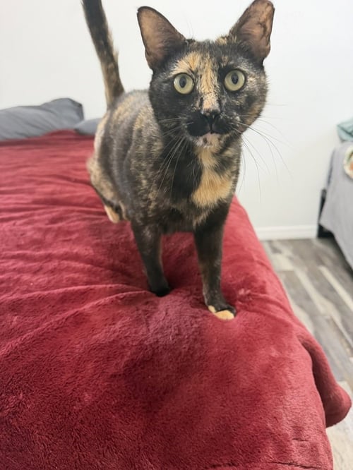 COSITA - Domestic Short Hair / Domestic Short Hair for adoption in Deltona