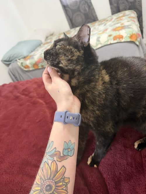 COSITA - Domestic Short Hair / Domestic Short Hair available for adoption