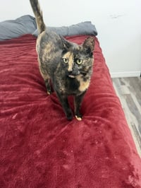 Cosita - Photo 3