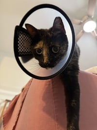 Cosita - Photo 4