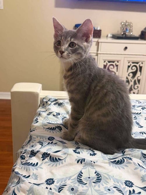 SPAGHETTI - Domestic Short Hair available for adoption
