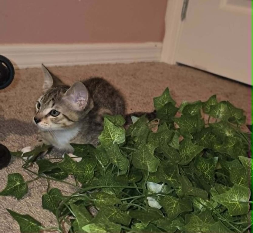 Tigger Image