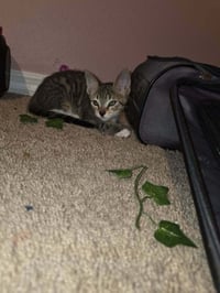 Tigger - Photo 3