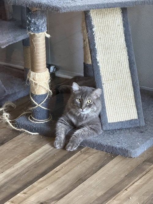 DOLPHIN - Domestic Long Hair for adoption in Deltona
