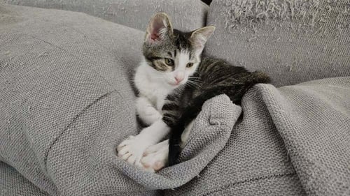 TWEETY BIRD - Domestic Short Hair for adoption in Deltona