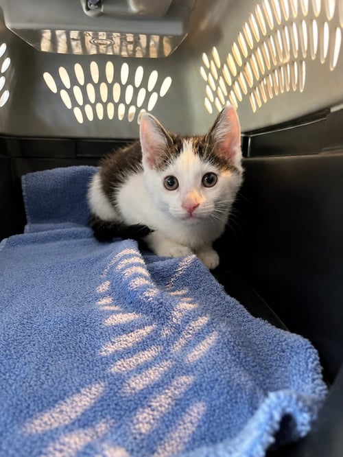 OLI EYE - Domestic Short Hair for adoption in Deltona