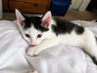 Oli Eye - Photo 2