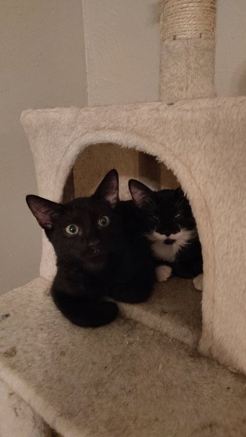 GIN - Domestic Short Hair available for adoption