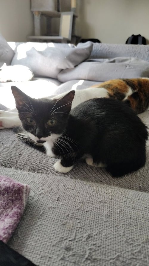 GIN - Domestic Short Hair available for adoption