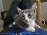 StripeyJoe - Photo 4