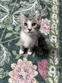 StripeyJoe - Photo 3