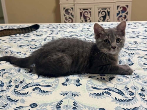 BUTTERNUT - Domestic Short Hair available for adoption