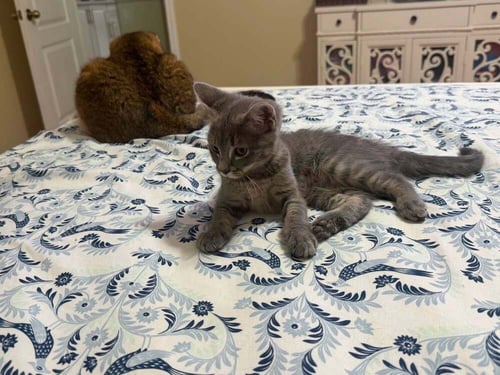BUTTERNUT - Domestic Short Hair available for adoption