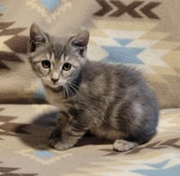 Ori - Photo 1