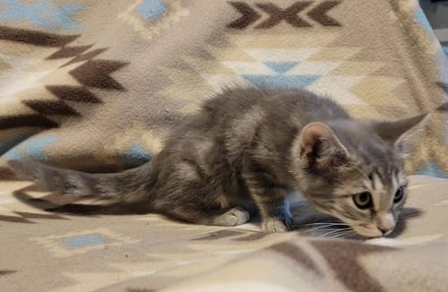 ORI - Domestic Short Hair available for adoption