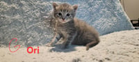 Ori - Photo 3