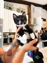 Tux - Photo 1
