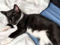 Tux - Photo 2