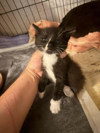 Tux - Photo 3