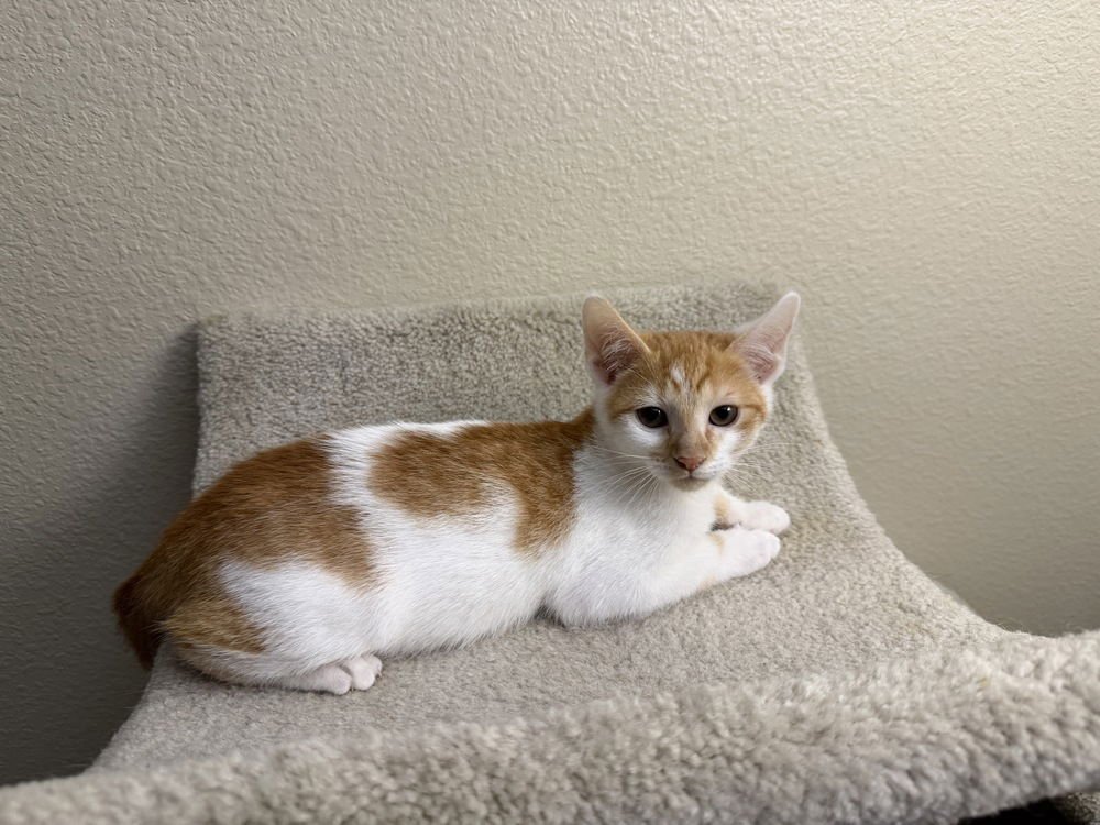 RUSTY - Domestic Short Hair available for adoption