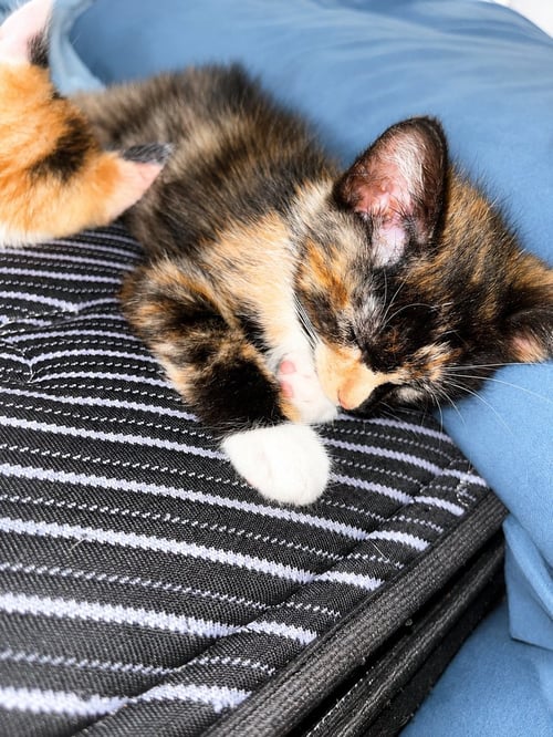 RAYA - Calico / Domestic Short Hair available for adoption