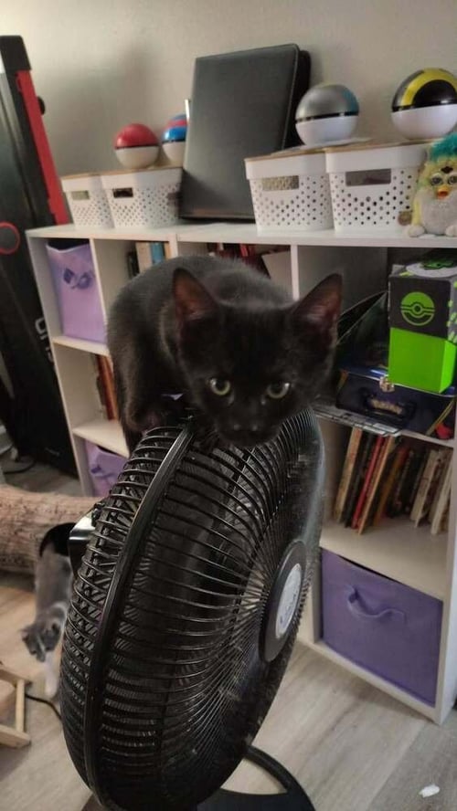 BLACKIE