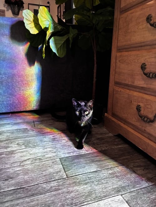 GALAXY - Domestic Short Hair available for adoption