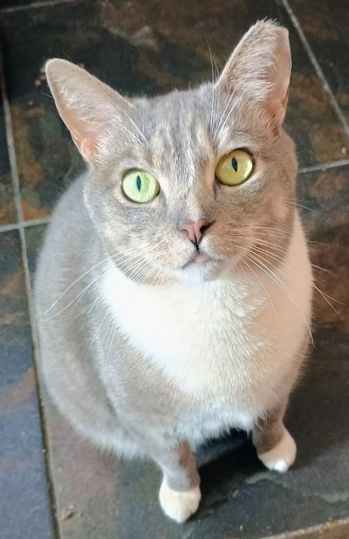 DOVE - Domestic Short Hair for adoption in Deltona