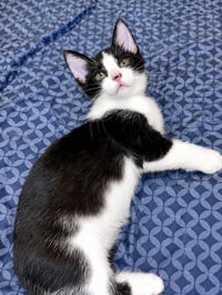 Pua - Photo 1