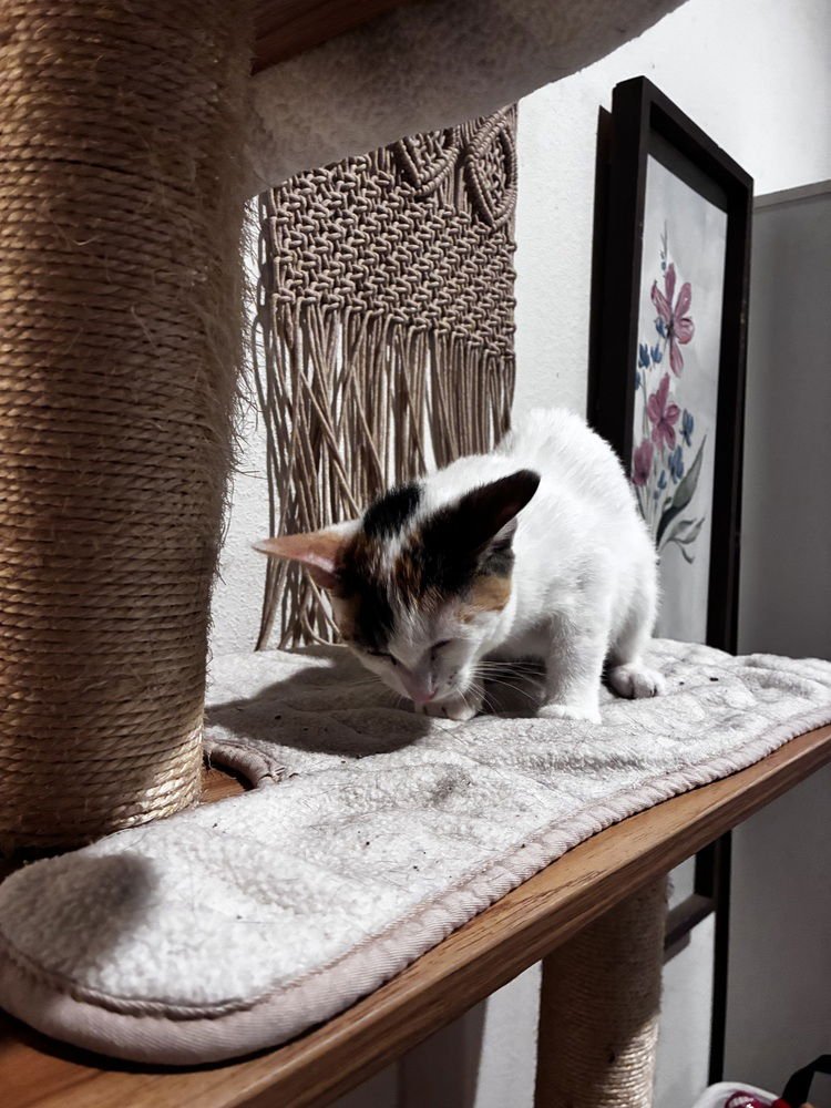 VANILLA - Calico / Domestic Short Hair available for adoption