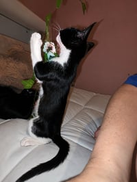 Roo - Photo 2