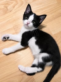 Oreo - Photo 1