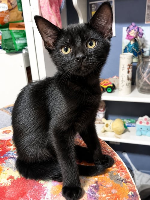 ASTRID - Domestic Short Hair for adoption in Deltona