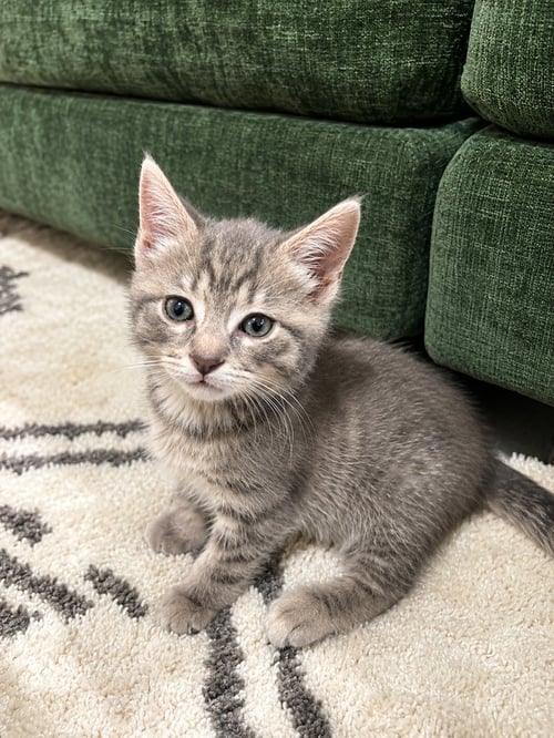 ROSALINA - Domestic Short Hair for adoption in Deltona