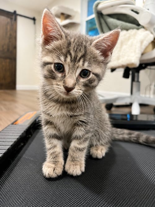 ROSALINA - Domestic Short Hair available for adoption