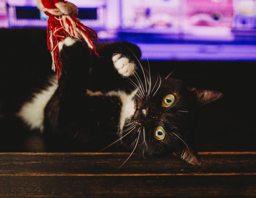 DOROTHY - Domestic Short Hair / Manx available for adoption