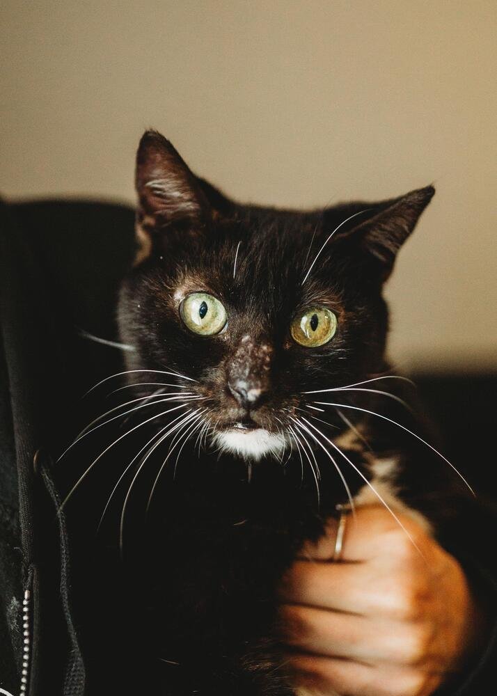 DOROTHY - Domestic Short Hair / Manx available for adoption